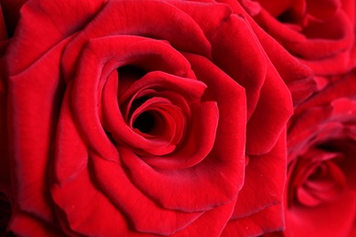 Photo of Beautiful red rose flowers as background, closeup