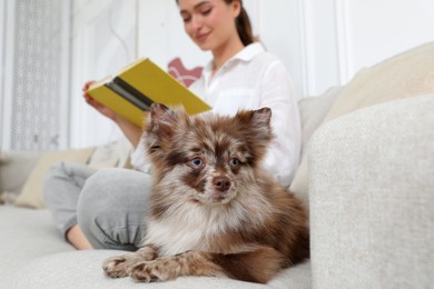 Cute dog lying on sofa near owner at home