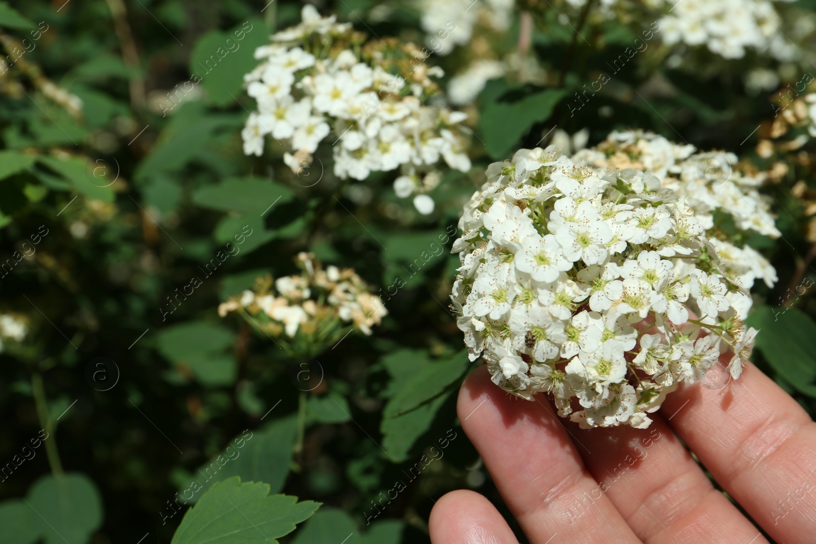 Photo of Woman near beautiful blossoming spiraea bush outdoors, closeup. Space for text