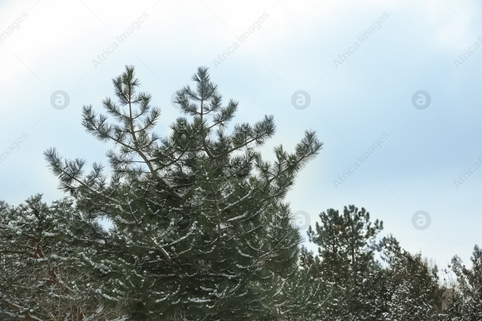 Photo of Beautiful view of pine trees on snowy winter day