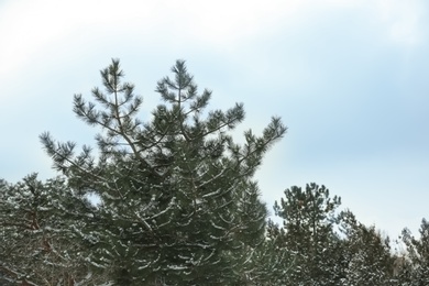 Beautiful view of pine trees on snowy winter day