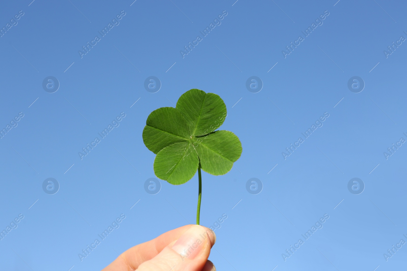 Photo of Woman holding one beautiful green clover leaf against blue sky, closeup