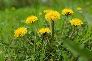 Photo of Beautiful yellow dandelion flowers growing outdoors, closeup