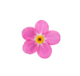 Photo of Beautiful pink Forget-me-not flower isolated on white