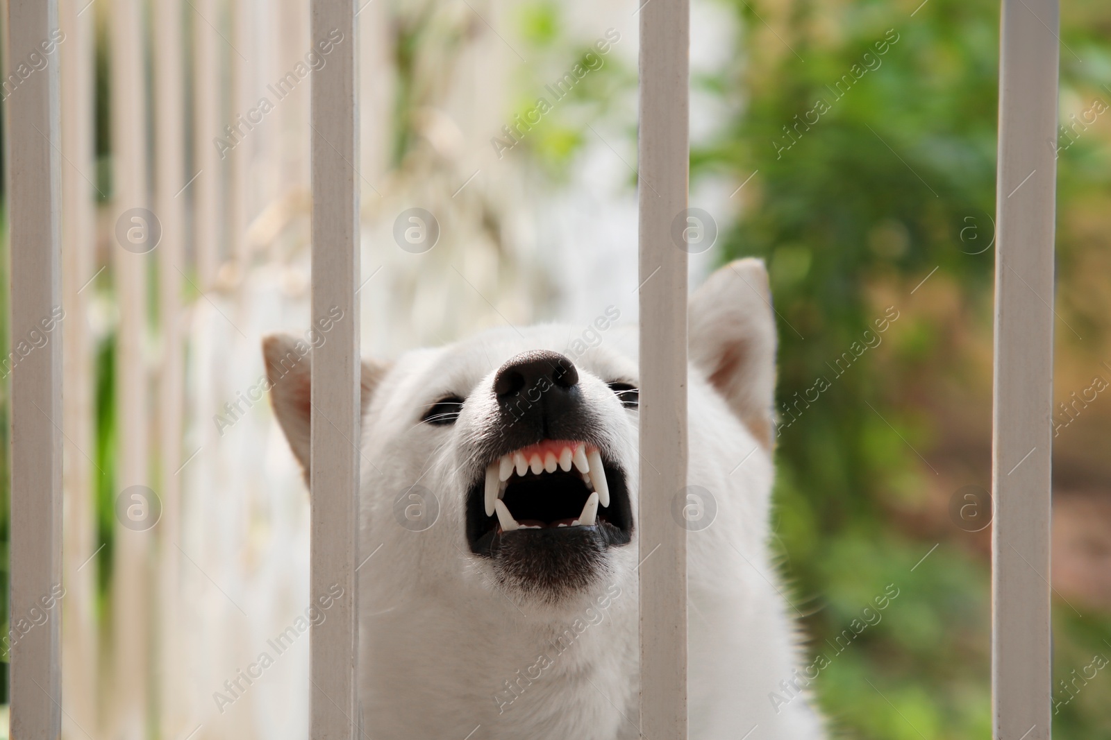 Photo of Shiba Inu dog near metal fence outdoors, closeup