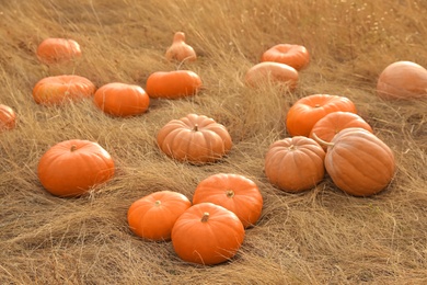 Photo of Ripe orange pumpkins among dry grass in field