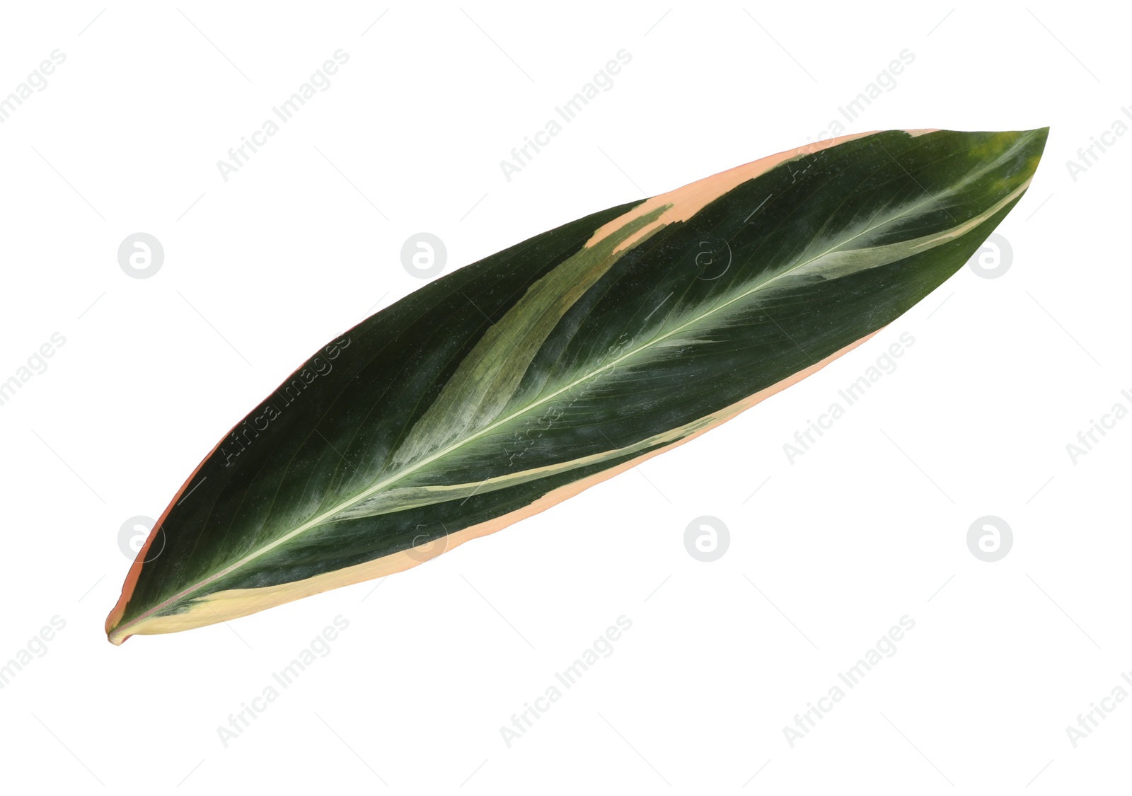 Photo of Leaf of tropical stromanthe plant isolated on white