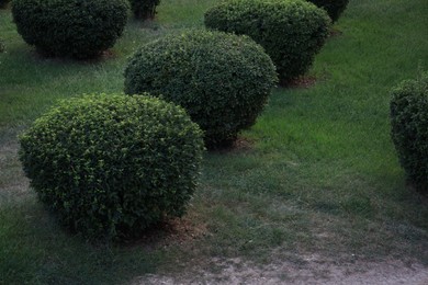 Photo of Beautiful shrubs growing in park. Gardening and landscaping