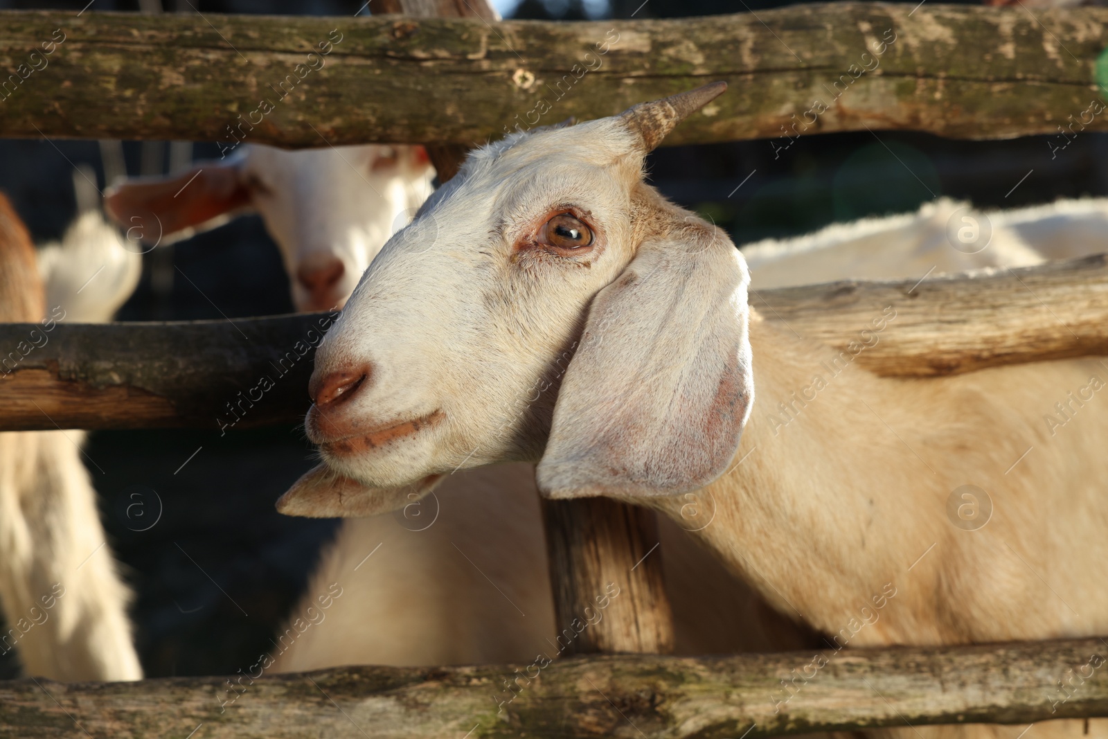 Photo of Cute goats inside of paddock outdoors on sunny day