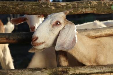 Cute goats inside of paddock outdoors on sunny day