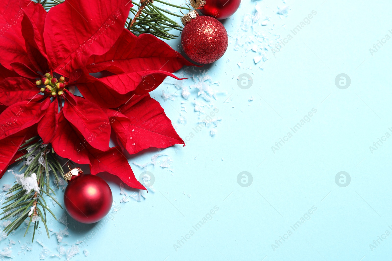 Photo of Flat lay composition with poinsettia and space for text on color background. Traditional Christmas flower