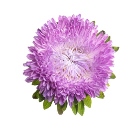 Photo of Beautiful violet aster flower on white background