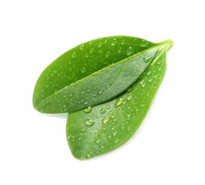 Photo of Green leaves with dew on white background