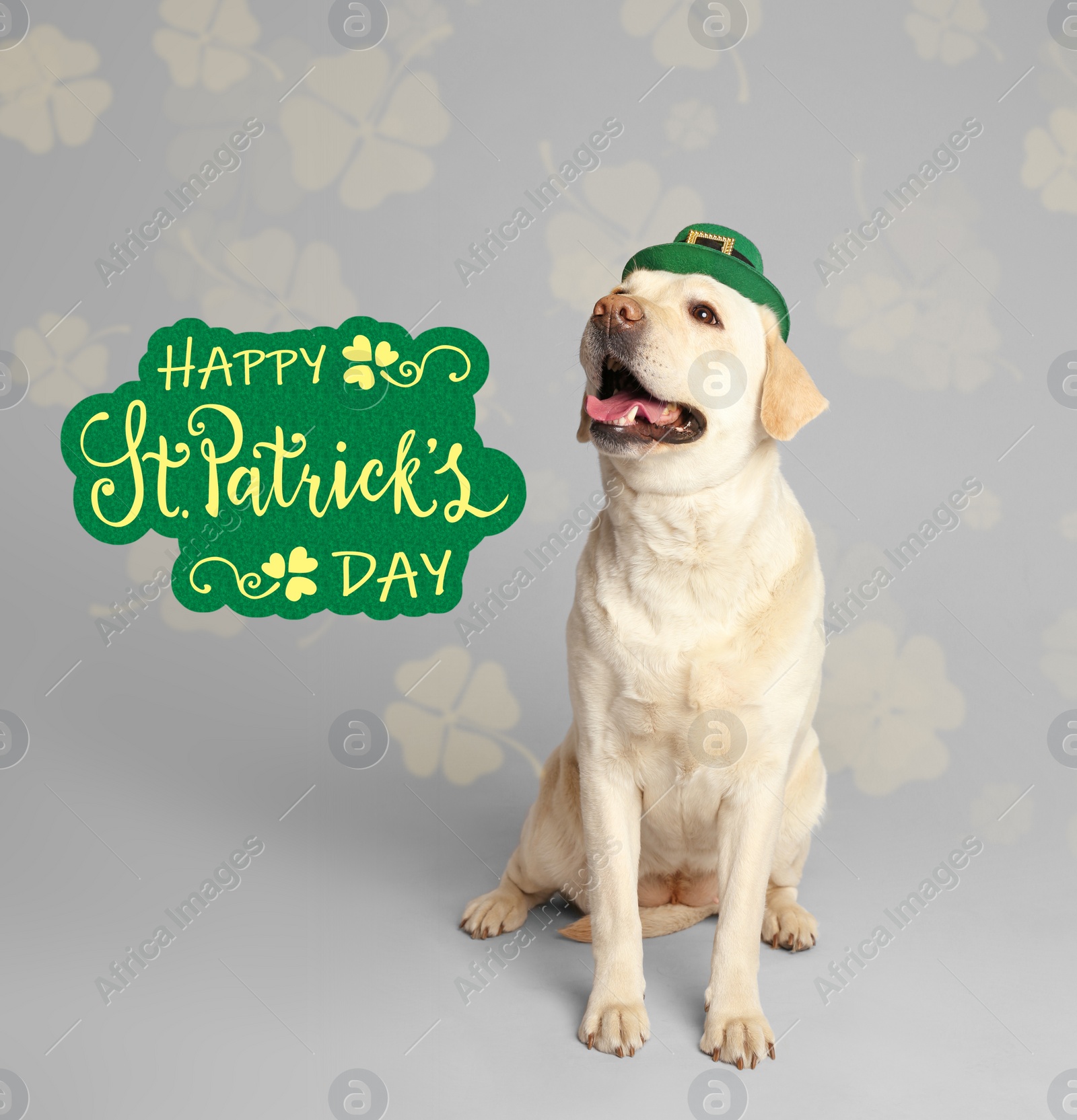 Image of Labrador retriever with leprechaun hat on light grey background. St. Patrick's day