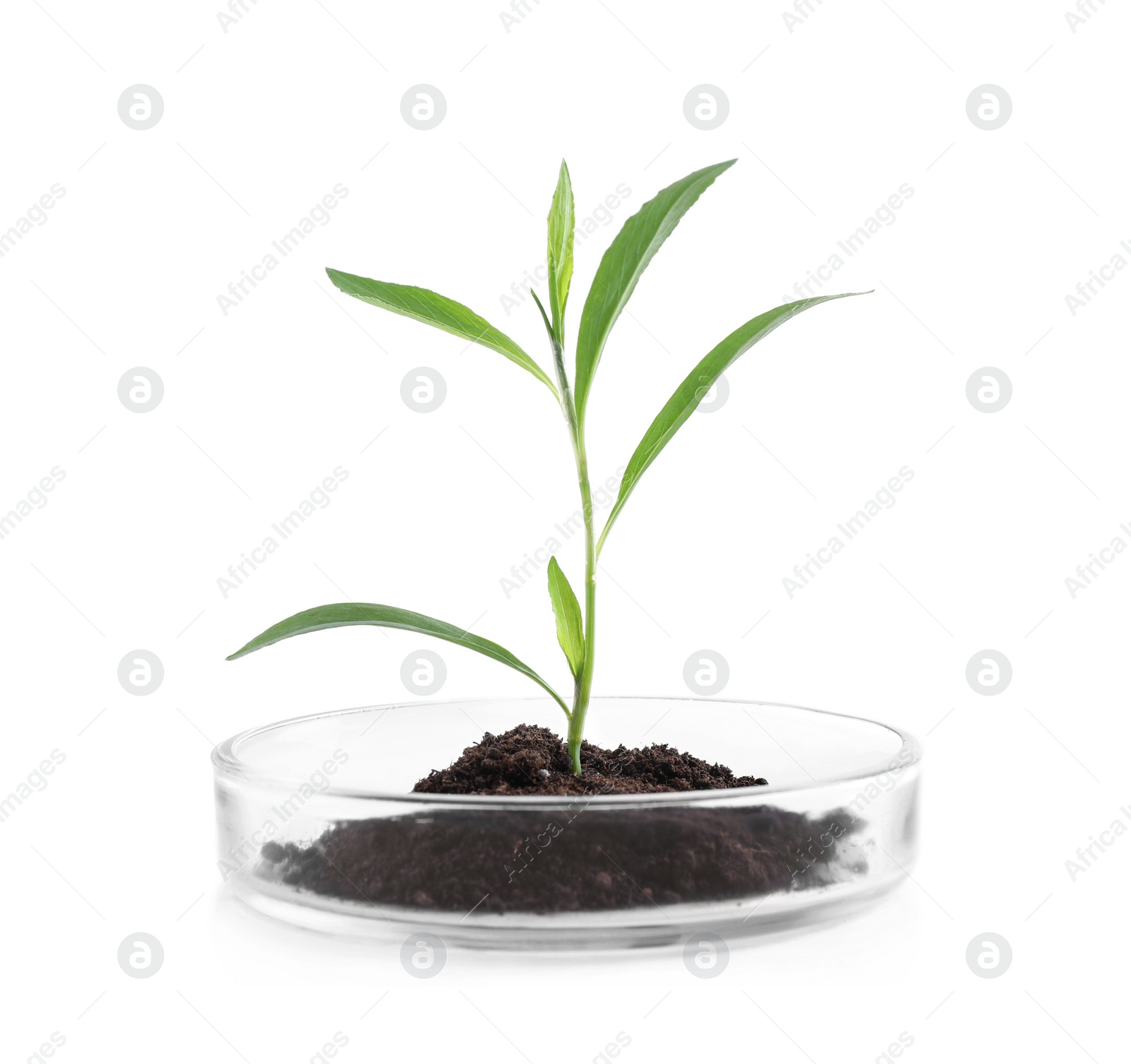 Photo of Green plant with soil in Petri dish isolated on white. Biological chemistry