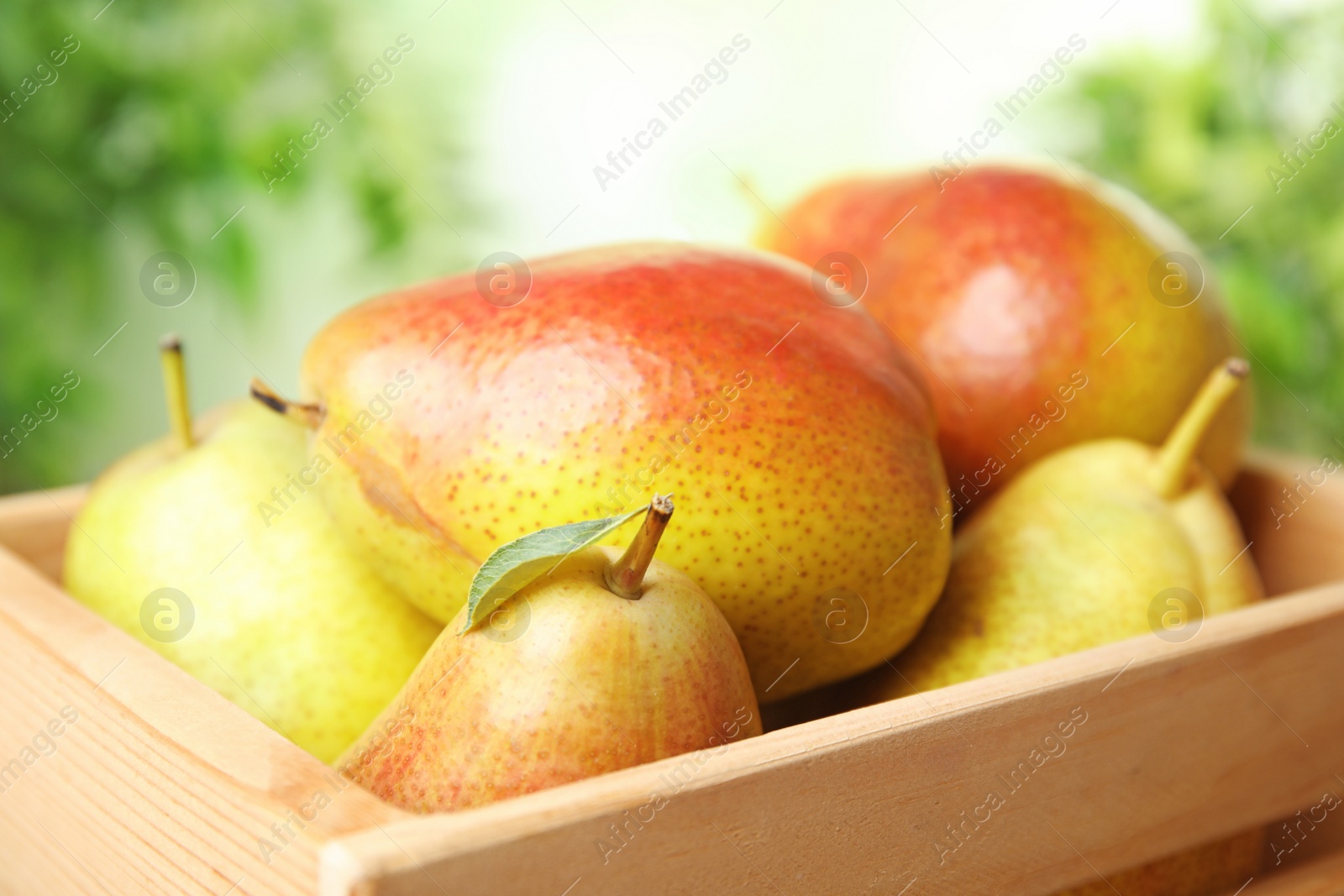 Photo of Ripe juicy pears in wooden crate against blurred background, closeup