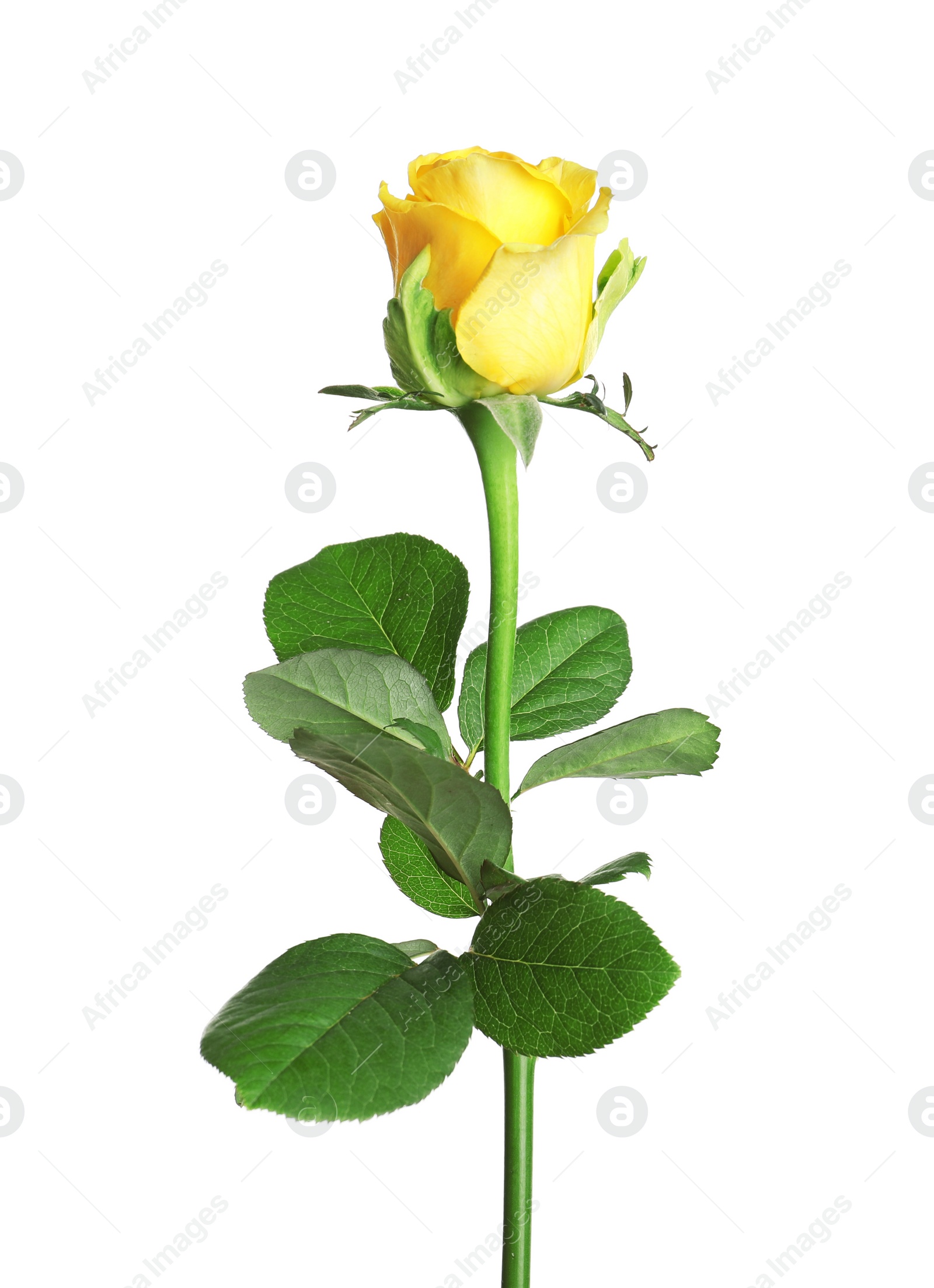 Photo of Beautiful blooming yellow rose on white background