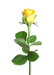 Photo of Beautiful blooming yellow rose on white background