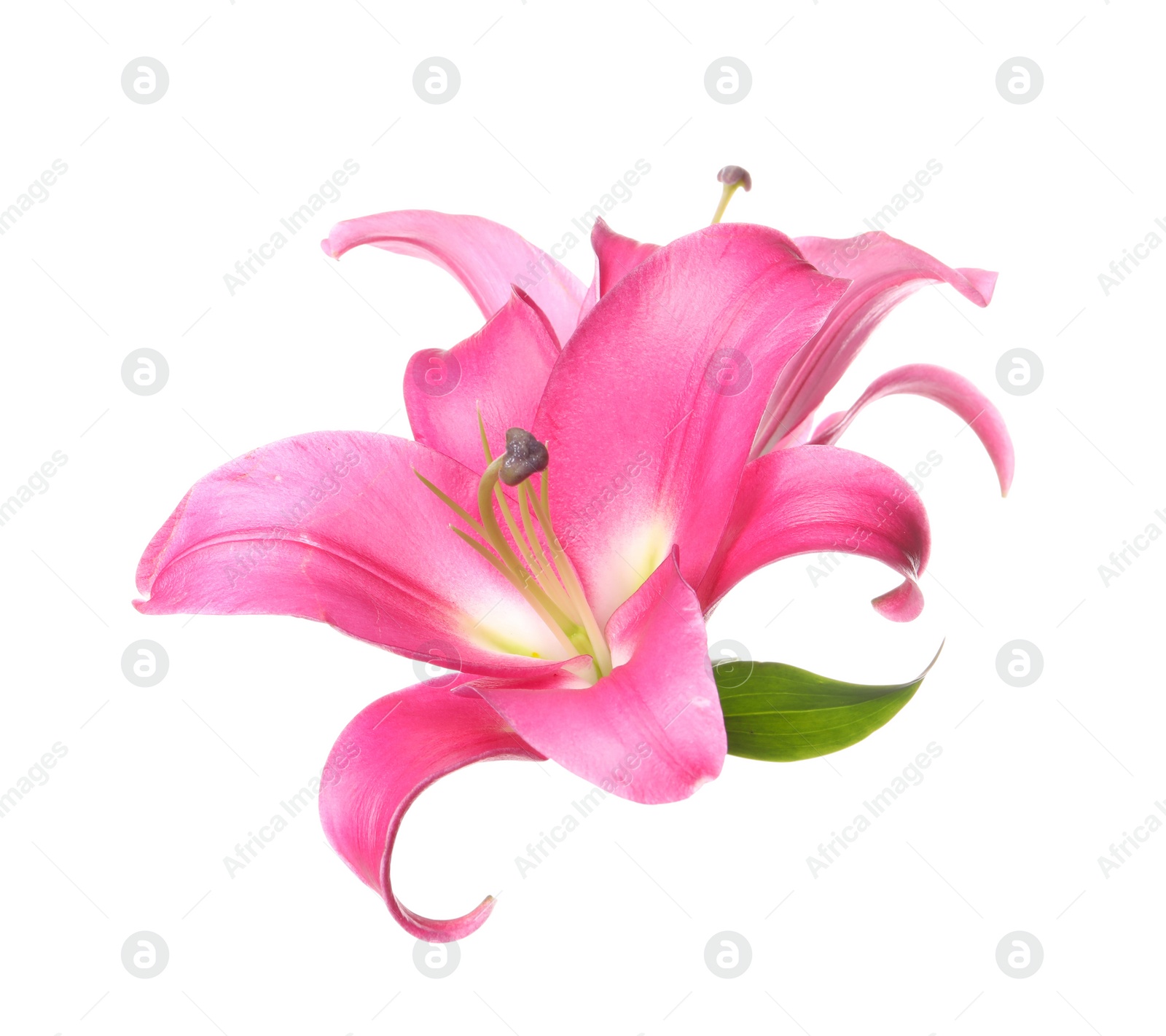 Photo of Beautiful pink lily flowers isolated on white