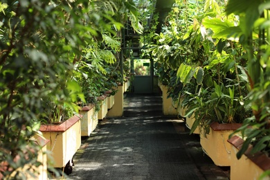 Different plants with lush foliage in greenhouse