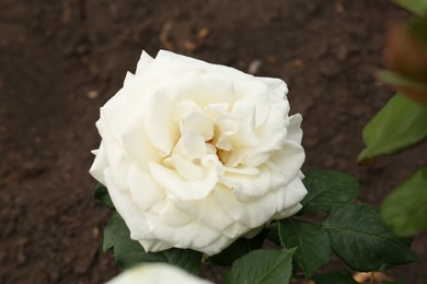 Photo of Beautiful blooming white rose outdoors, closeup view