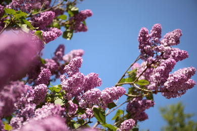 Photo of Closeup view of beautiful blossoming lilac shrub outdoors