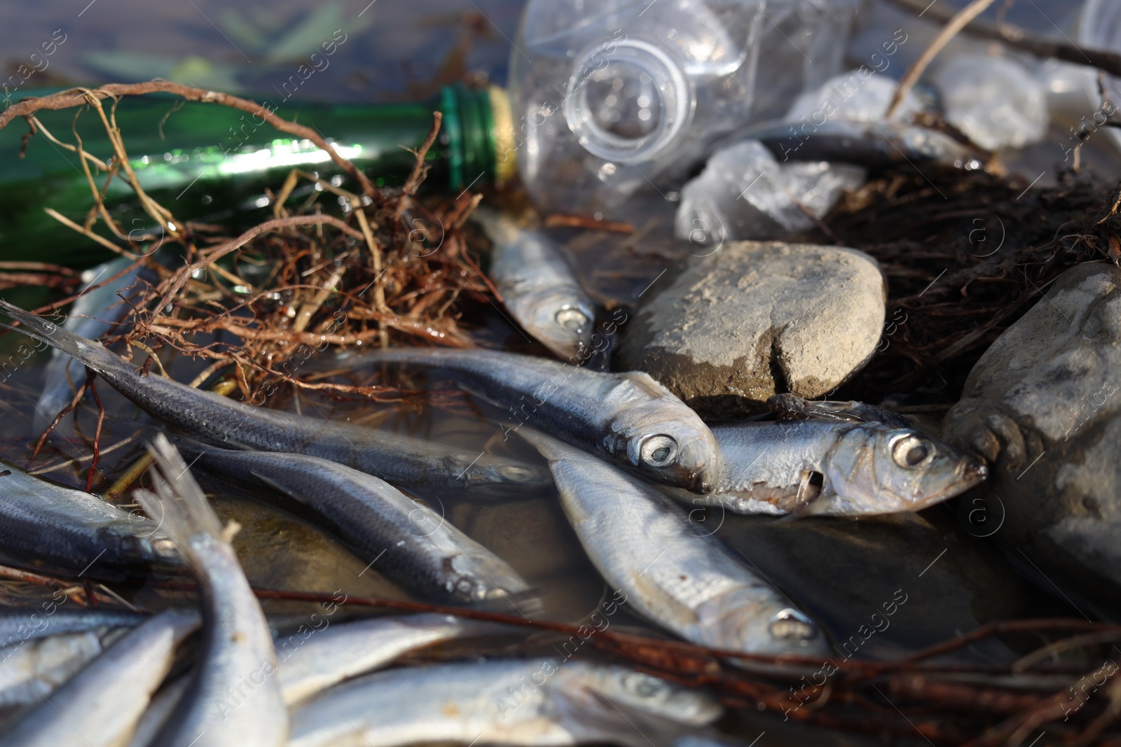 Photo of Dead fishes and trash in river. Environmental pollution concept