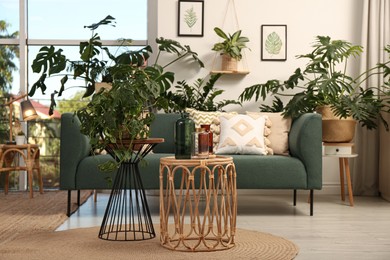 Stylish room interior with comfortable sofa and different exotic houseplants