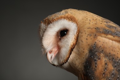 Photo of Beautiful common barn owl on grey background, closeup