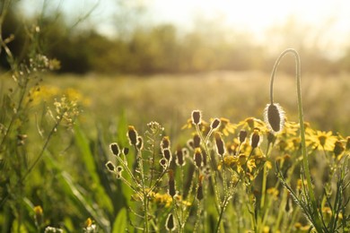 Photo of Beautiful flowers growing in meadow on sunny day, space for text