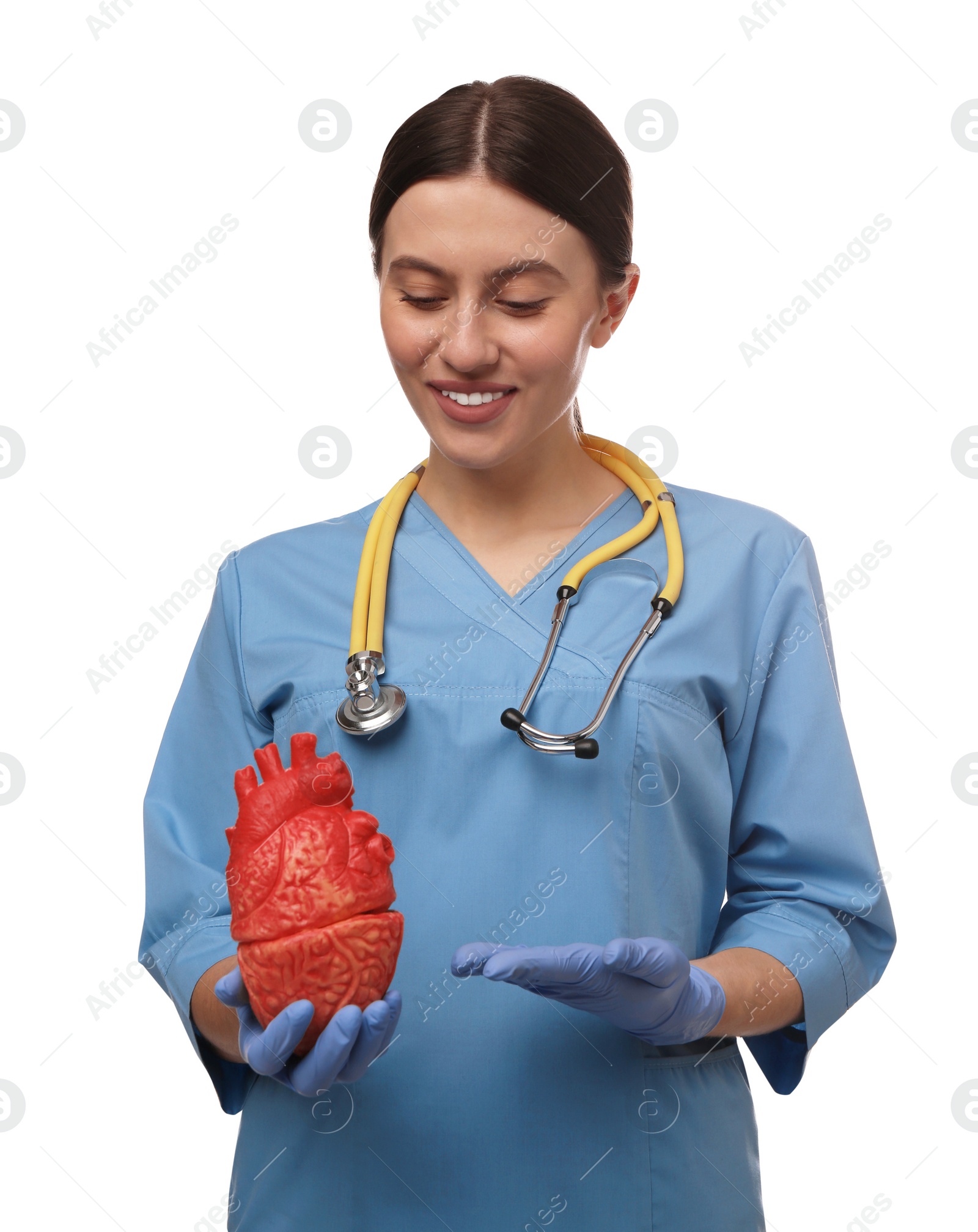 Photo of Doctor with stethoscope and model of heart on white background. Cardiology concept