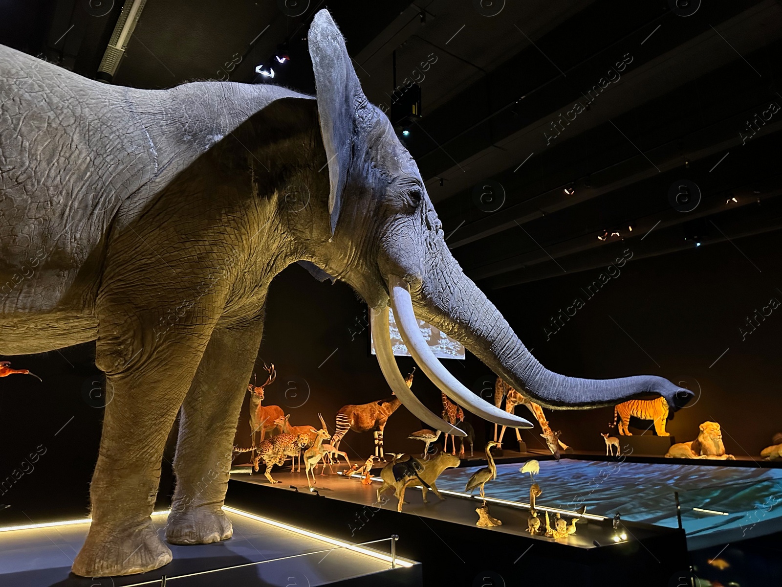 Photo of Leiden, Netherlands - November 19, 2022: Museum exhibition with big elephant and different stuffed animals. Environmental education