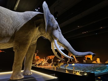 Leiden, Netherlands - November 19, 2022: Museum exhibition with big elephant and different stuffed animals. Environmental education