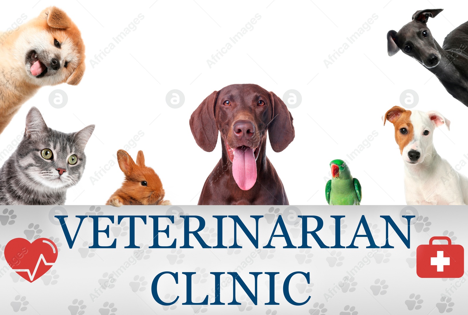 Image of Collage with different cute pets and text VETERINARIAN CLINIC on white background