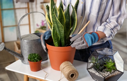 Photo of Young woman taking care of potted plants at home, closeup