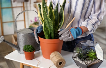 Young woman taking care of potted plants at home, closeup