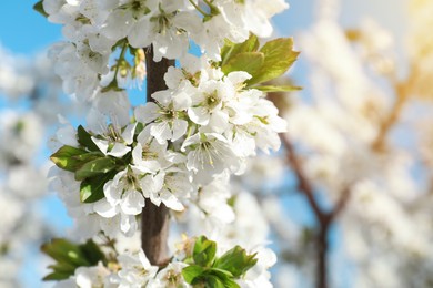Photo of Branch of blossoming cherry plum tree against blue sky, closeup