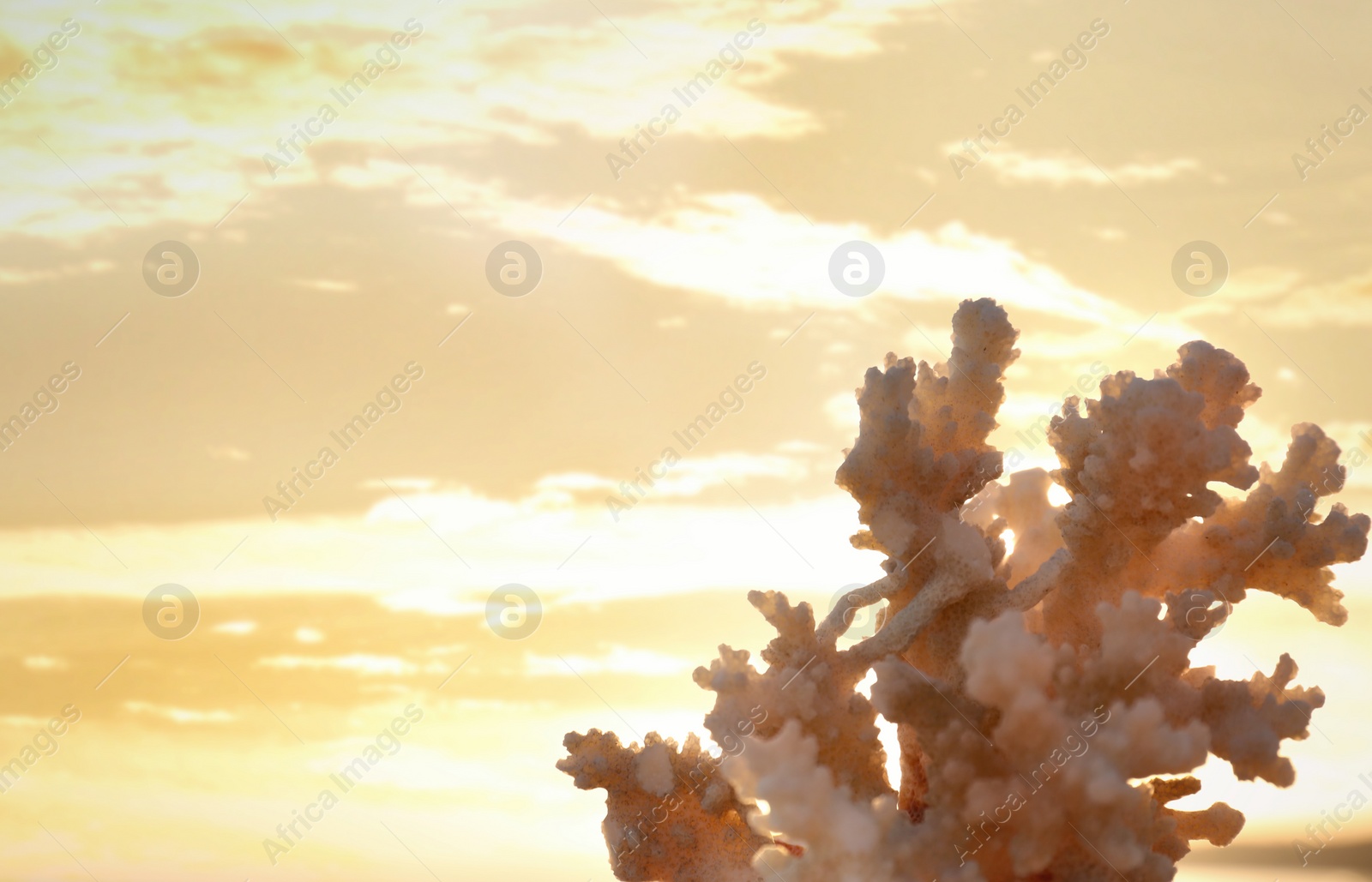 Photo of Beautiful coral against sky at beach. Space for text