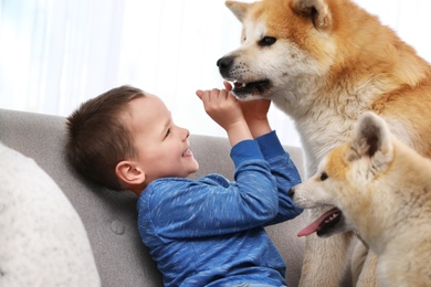 Photo of Happy boy with Akita Inu dogs on sofa. Lovely friends