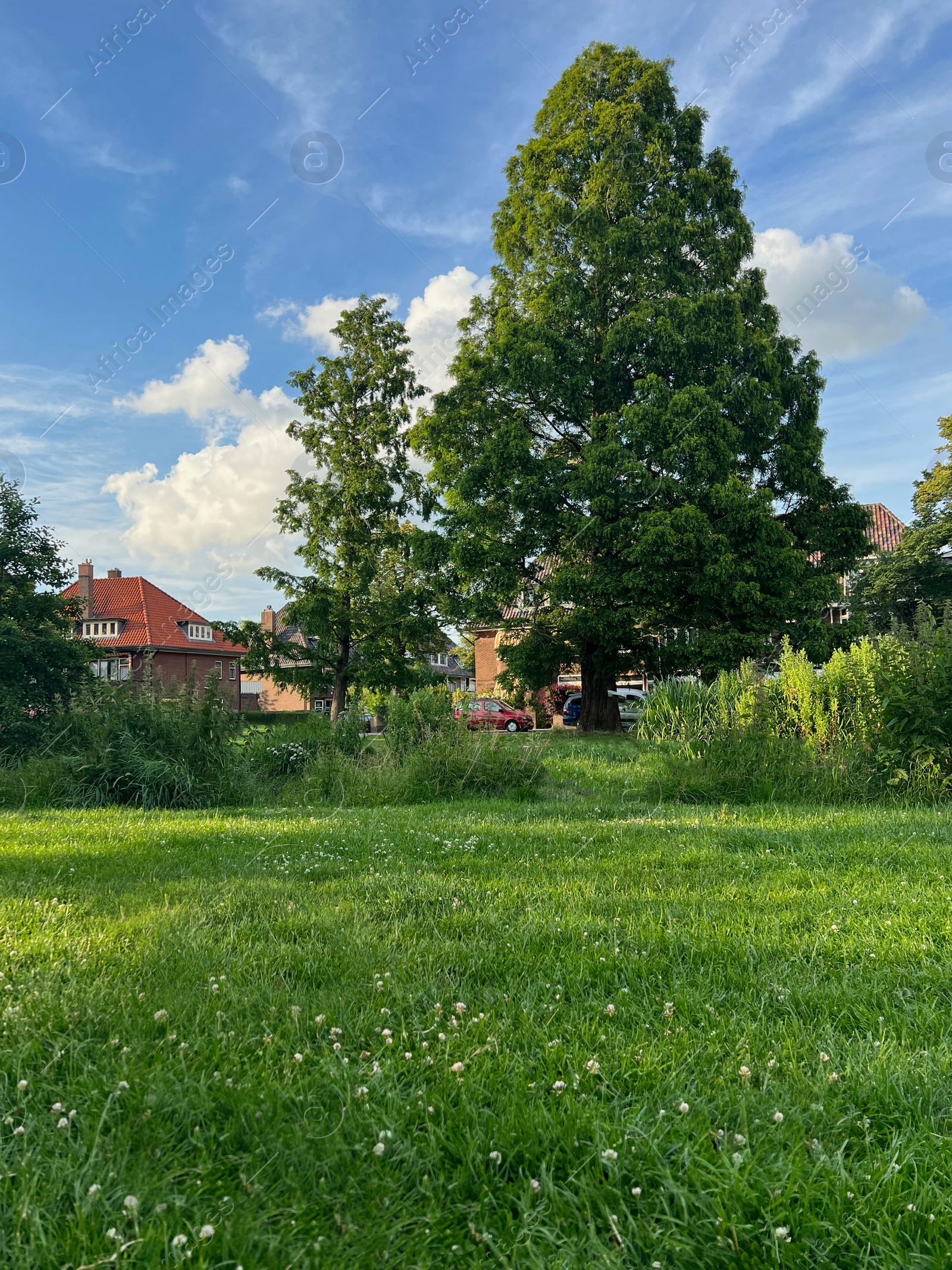 Photo of Picturesque view of beautiful park with fresh green grass and trees on sunny day