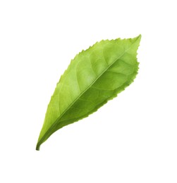 Fresh green tea leaf isolated on white