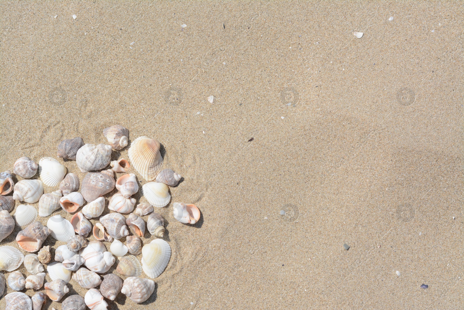 Photo of Many beautiful sea shells on sandy beach, flat lay. Space for text