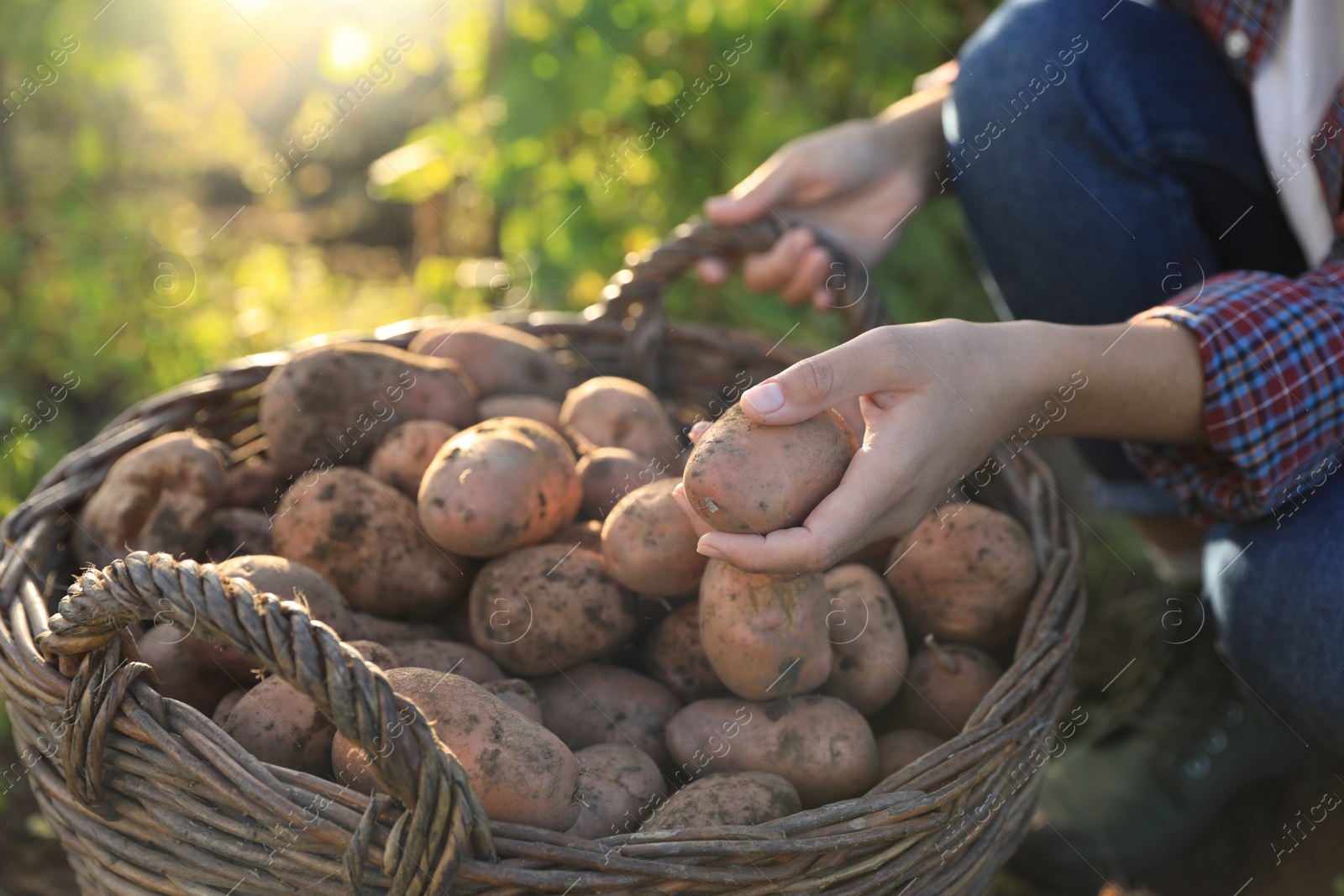 Photo of Woman harvesting fresh ripe potatoes on farm, closeup