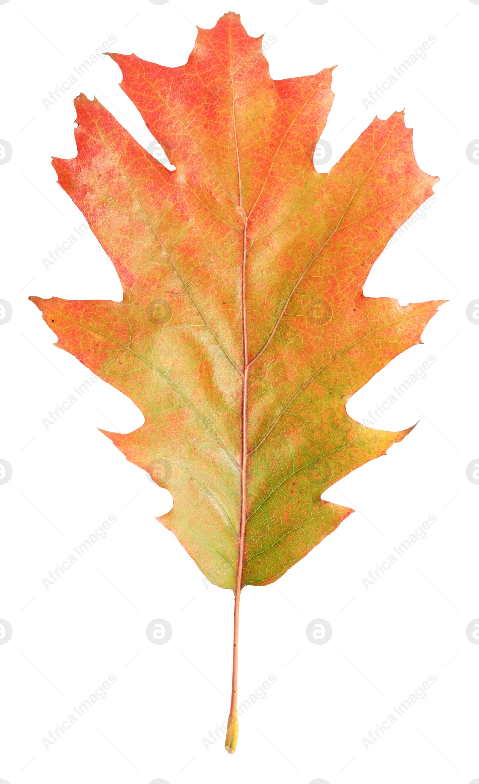 Photo of Autumn season. Oak leaf isolated on white