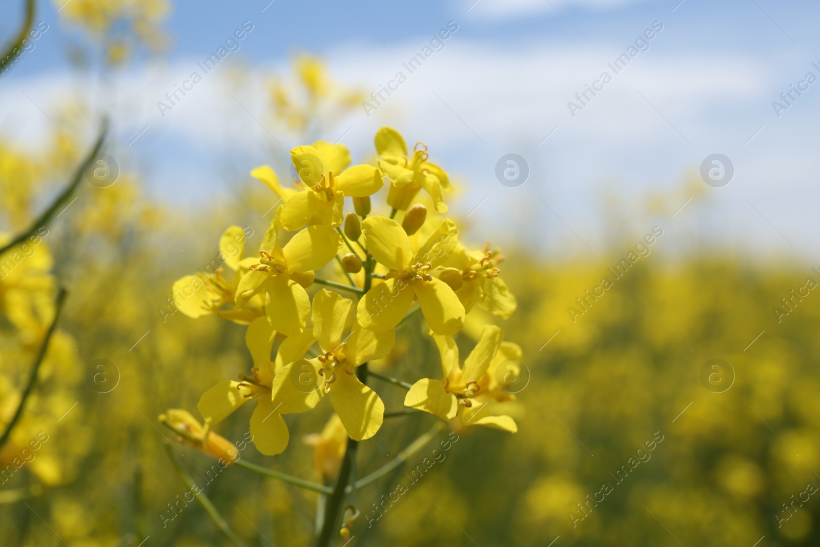 Photo of Beautiful rapeseed flowers blooming outdoors, closeup. Space for text