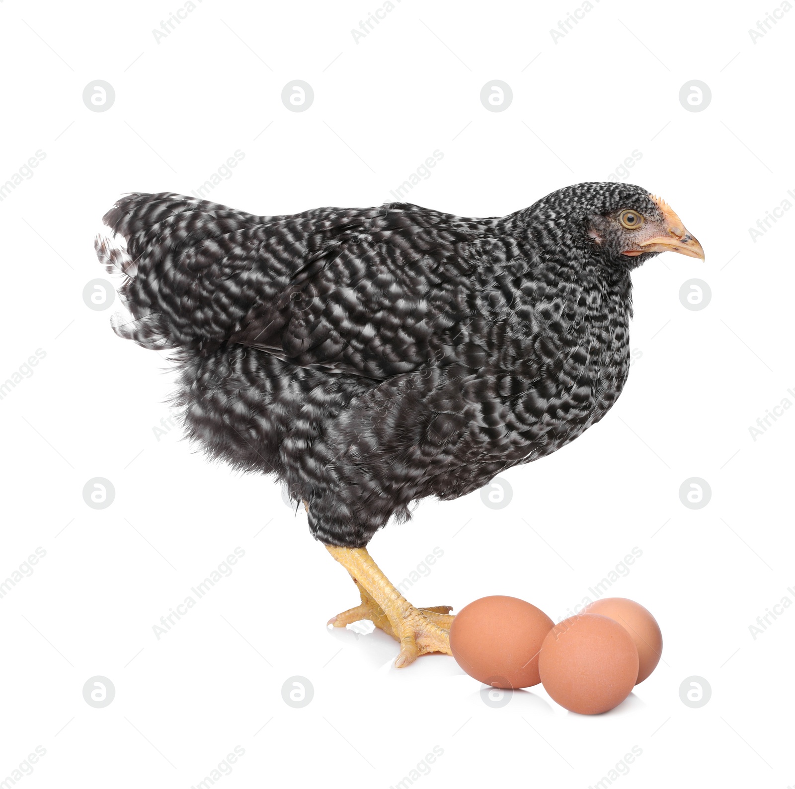 Photo of Chicken with eggs on white background. Domestic animal