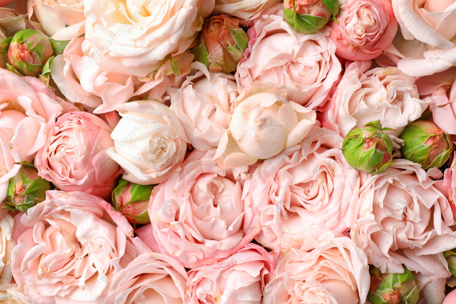 Photo of Many beautiful roses as background, top view