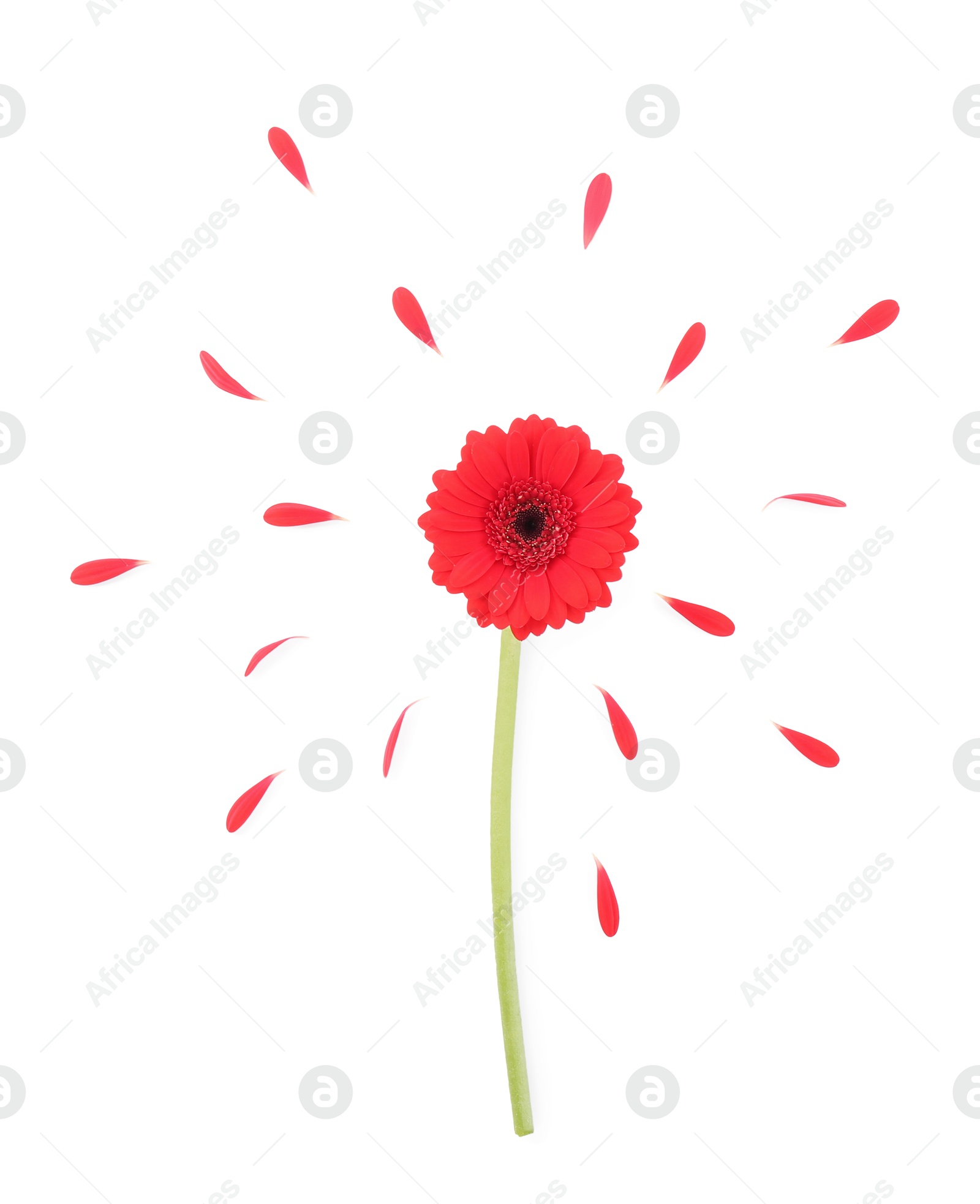 Photo of Beautiful red gerbera flower and petals isolated on white, top view