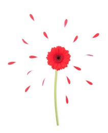 Photo of Beautiful red gerbera flower and petals isolated on white, top view