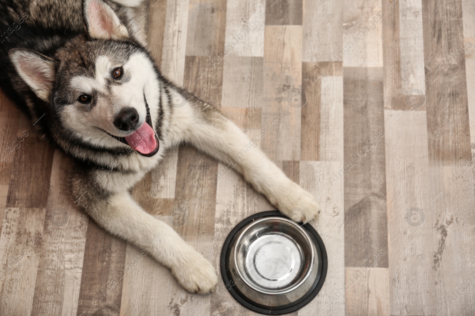 Photo of Cute Alaskan Malamute dog with bowl lying on floor, top view